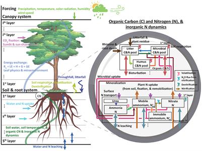 Effects of elevated temperature and abnormal precipitation on soil carbon and nitrogen dynamics in a Pinus densiflora forest